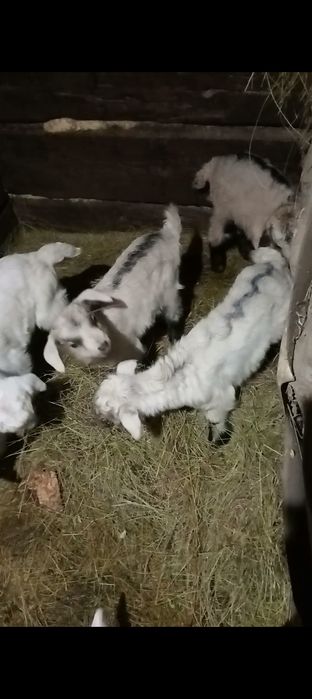 Две козы первородки с козлятами