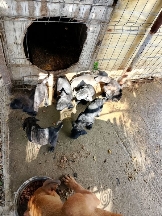 Pui de cățeluși presa Canario