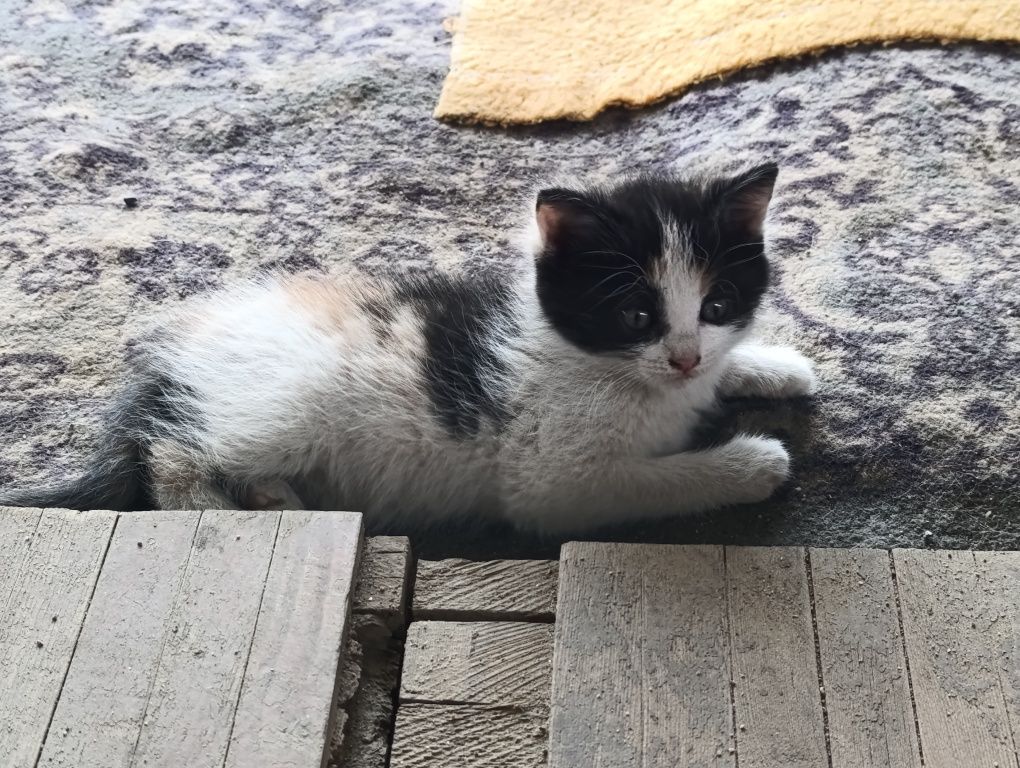 Отдам котят крысоловов в хорошие, добрые руки