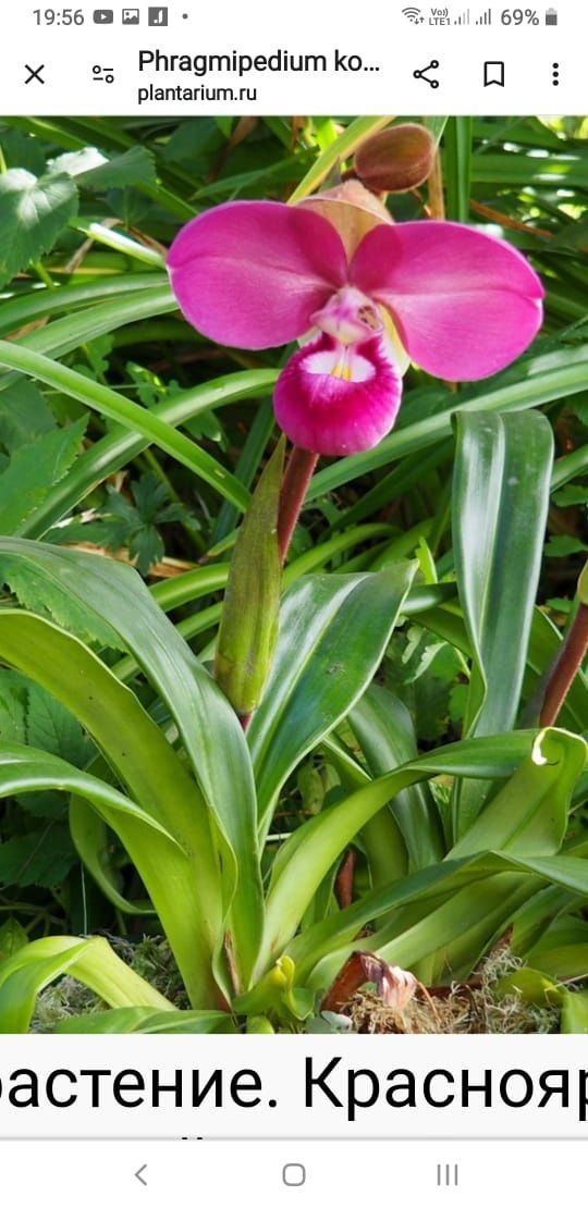 Орхидея фрагмипедиум гибрид на Ковача.