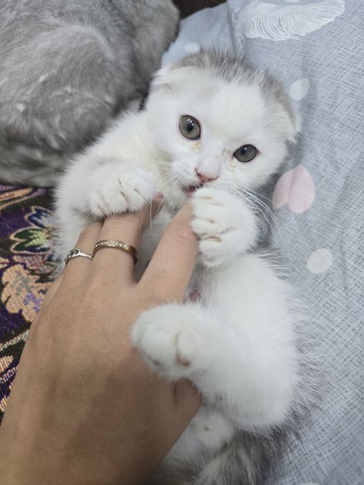 Продаётся котёнок скотиш фолд