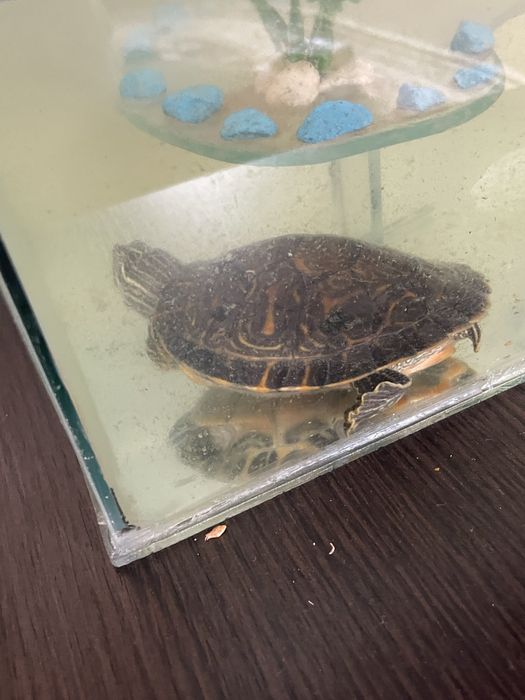 Vand broasca testoasa cea mare