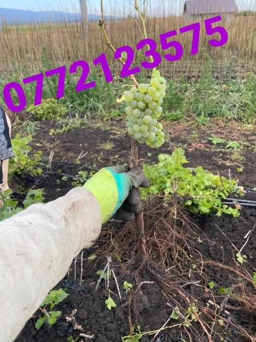 Butasi vita de vie gata de plantat