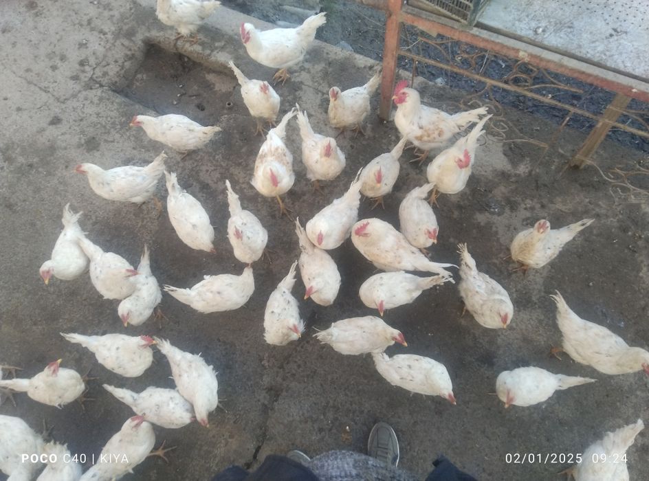 Xoʻroz va tovuq sotiladi