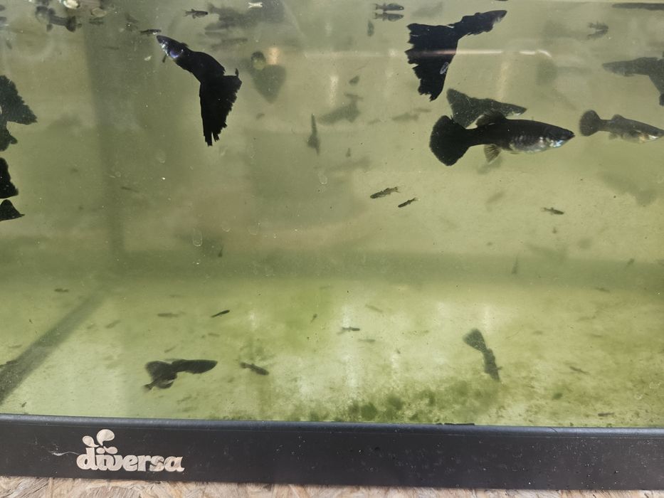 Pui Guppy negre Black moscow mix