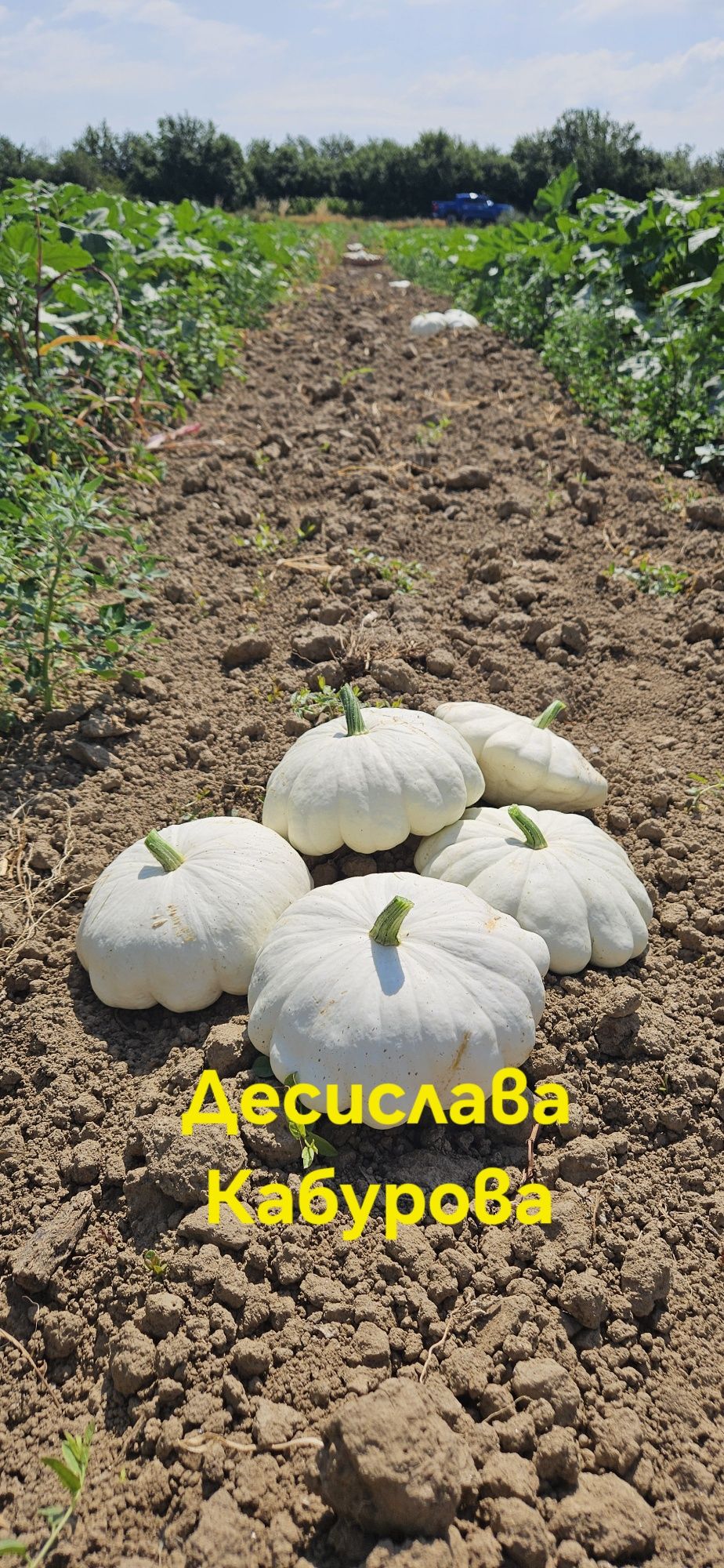 Декоративни тикви