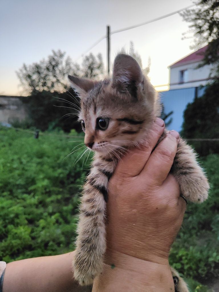 Отдам котика в добрые руки