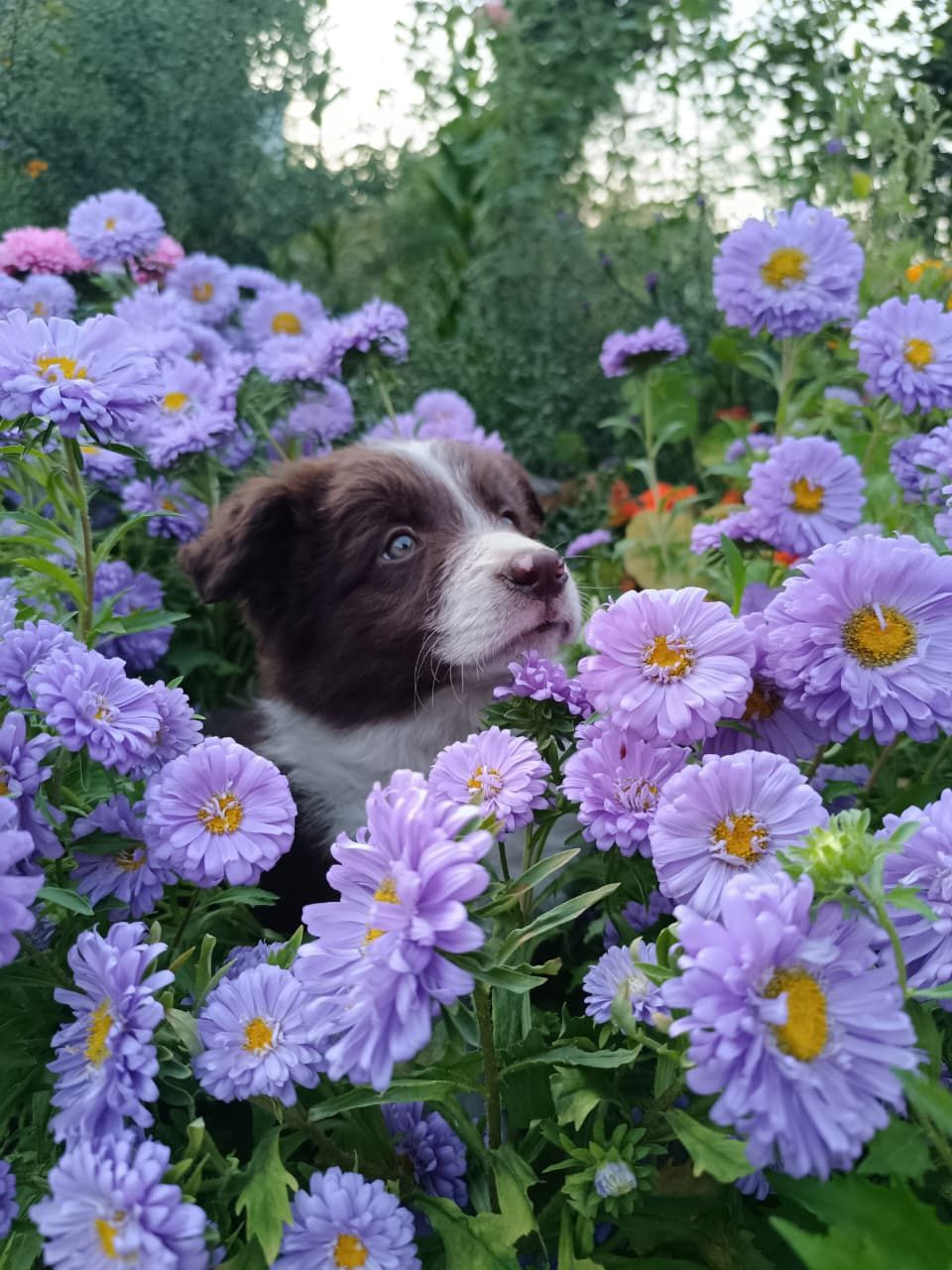 щенок бордер колли