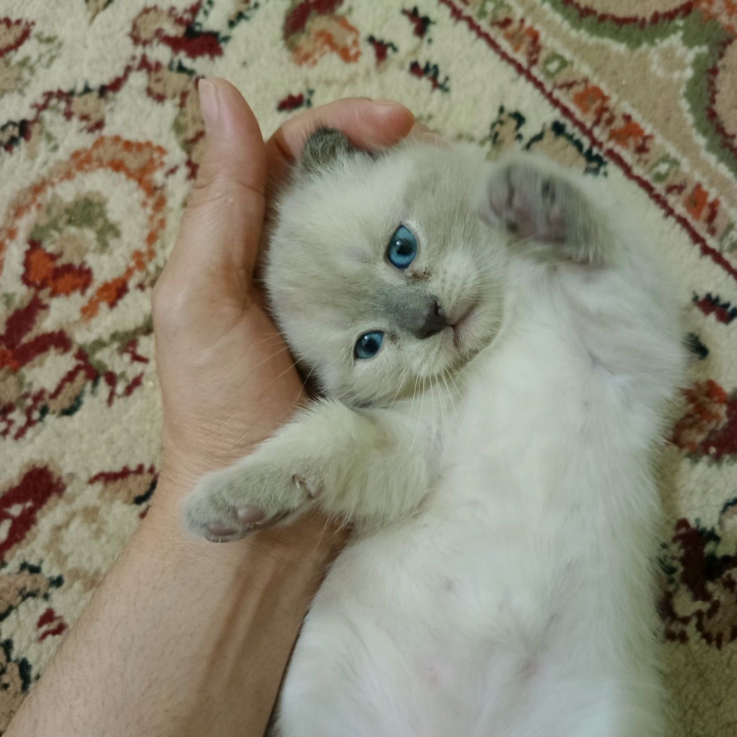 Котёнок продаётся