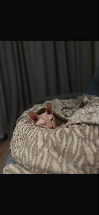 Отдам кота бесплатно,в хорошие руки