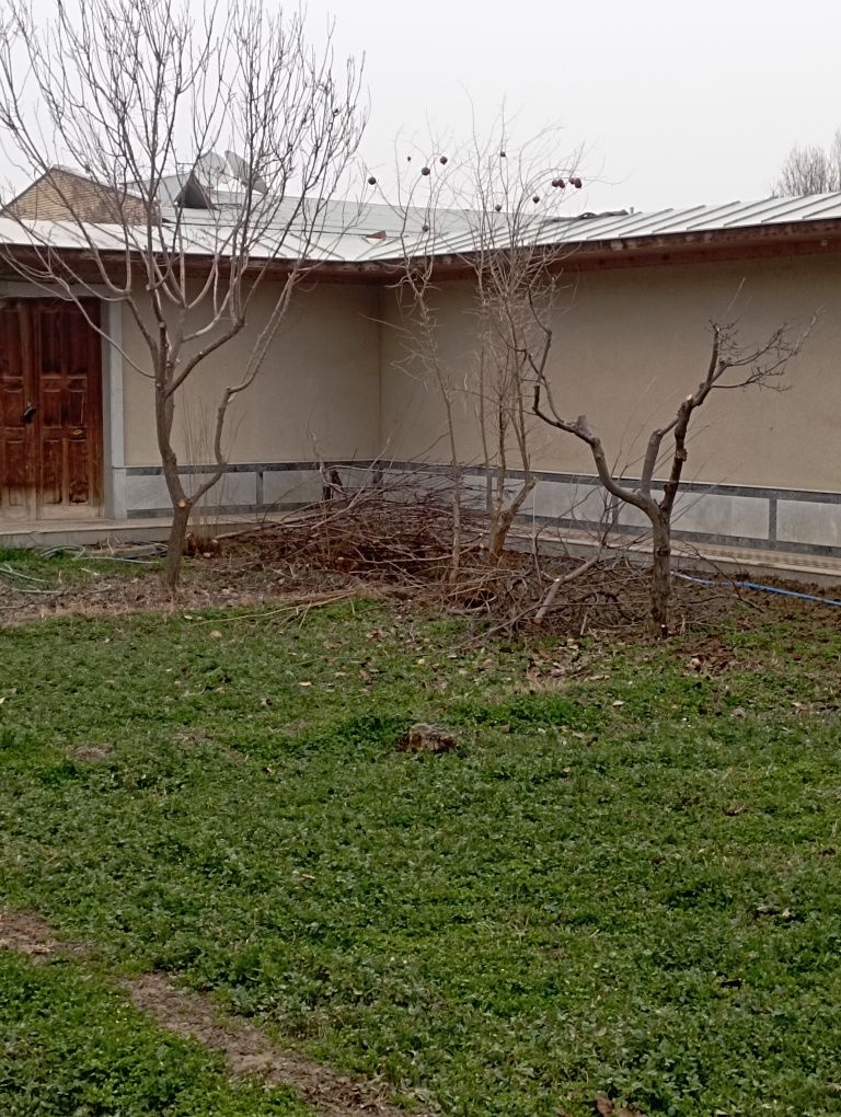 Bogʻbon xizmati agranom
