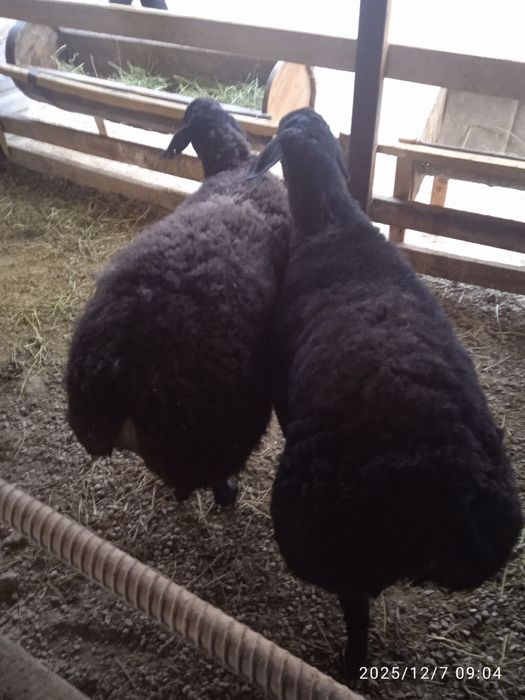 Qõylar sotiladi narxi 13mln500min