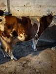 Vaca de lapte  ...