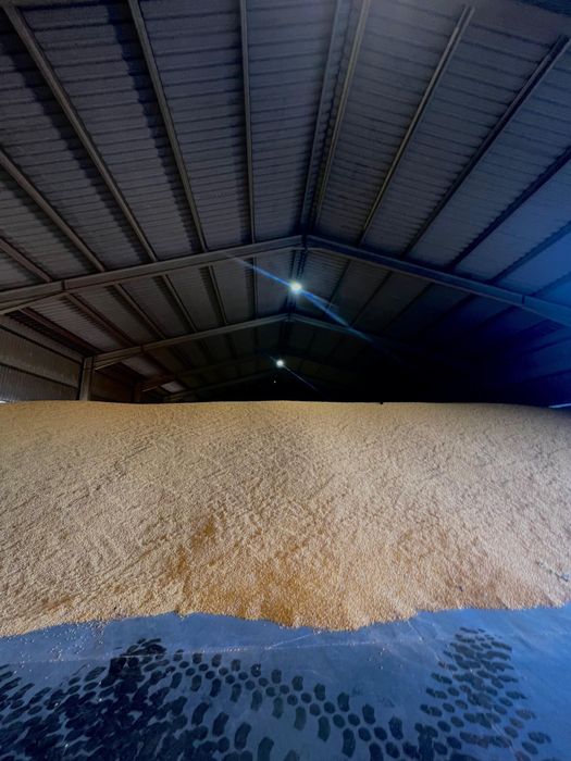 Vand Porumb Recolta 2025