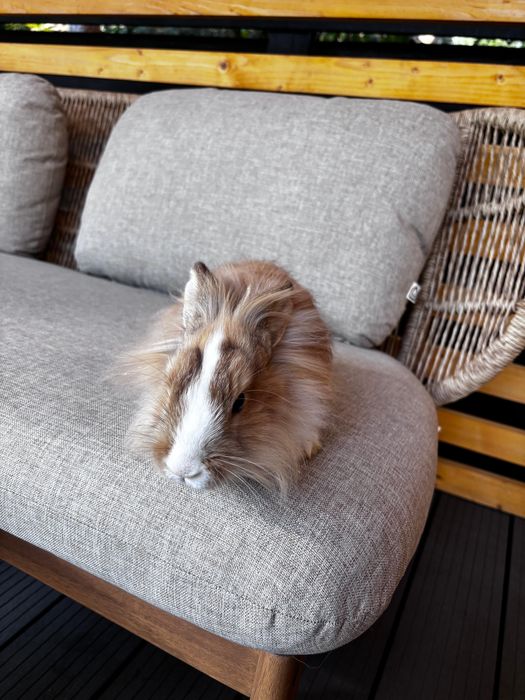 iepuri pitici,au 3 luni, sunt sanatosi