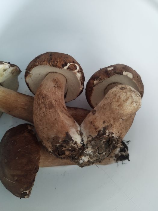 Hribi. Ciuperci uscate. Funghi porcini