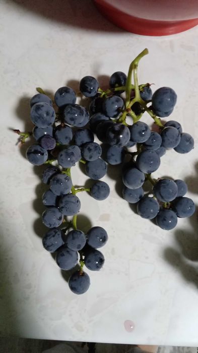 Struguri negri, gust tamaios, autohton, de vanzare