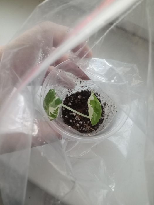 малютка алоказия Фрайдек Мишольца Вар.