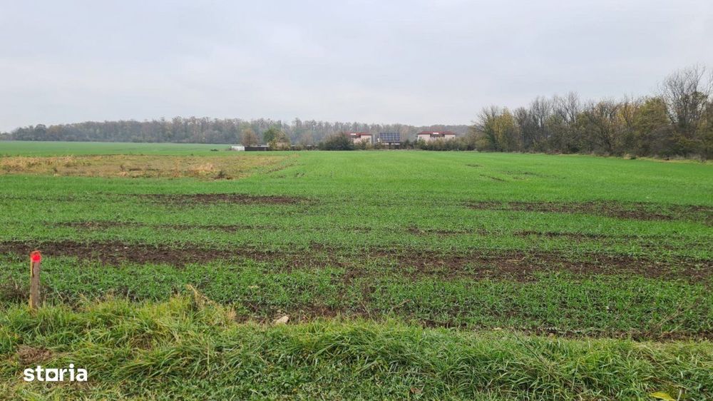 Teren Branesti -Romancierilor