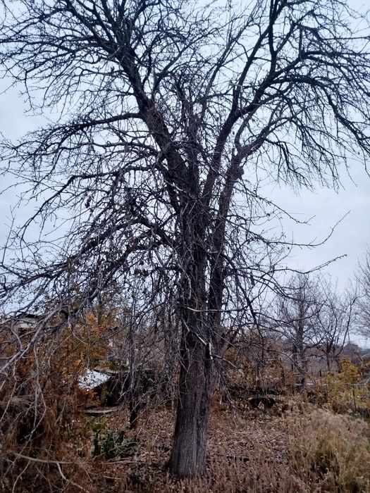 Деревья на дрова