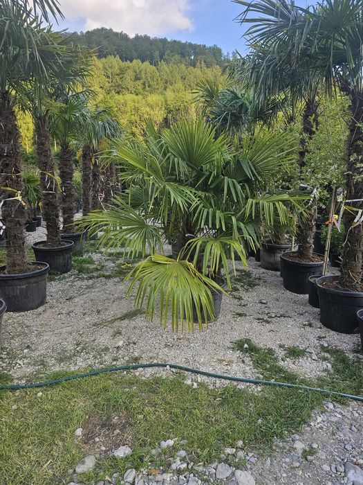 Arțar roșu japonez și alți copaci – livrare și montaj garantat