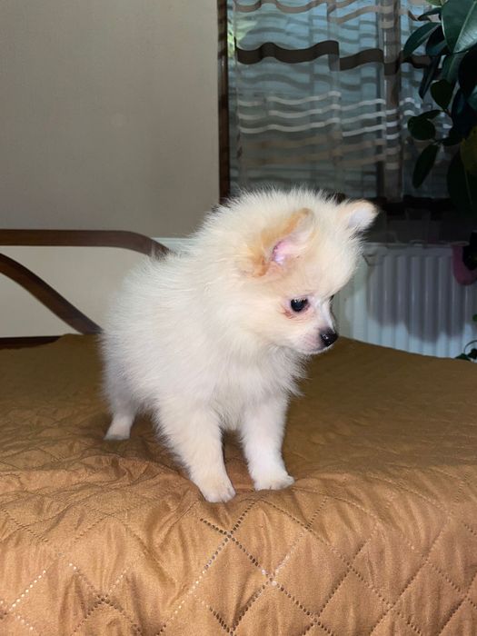 Мини шпиц момчее