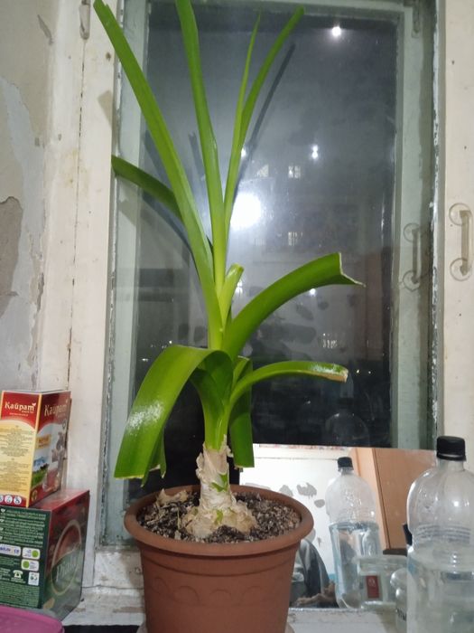 Отдам лук лечебный