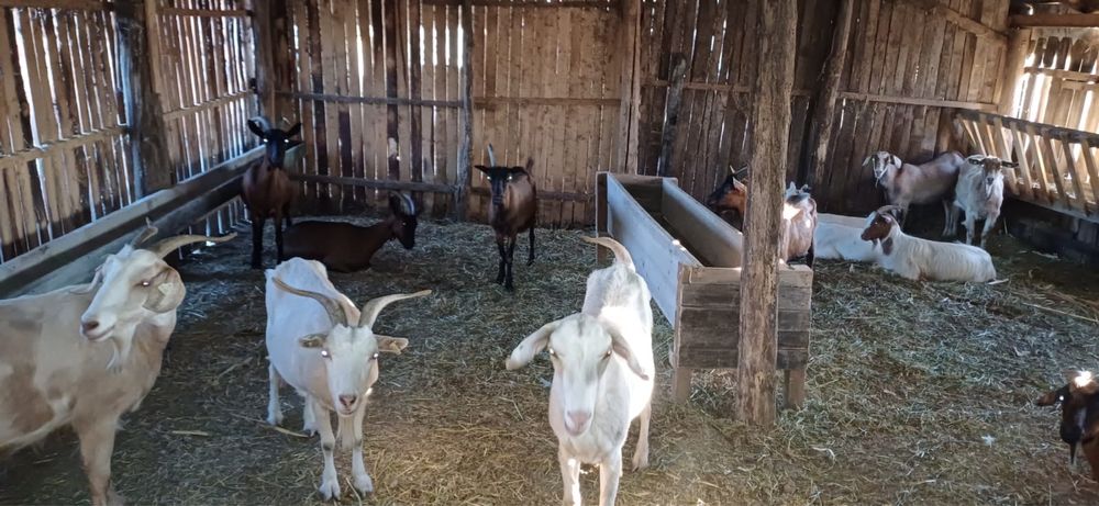 Vand 21 capre pret negociabil