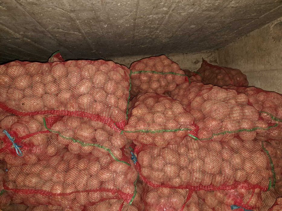 Cartof belaroza și captiva