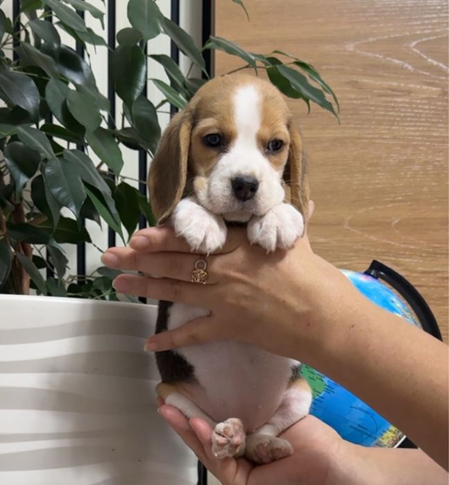 Щенки бигля девочки 2,5 месяца