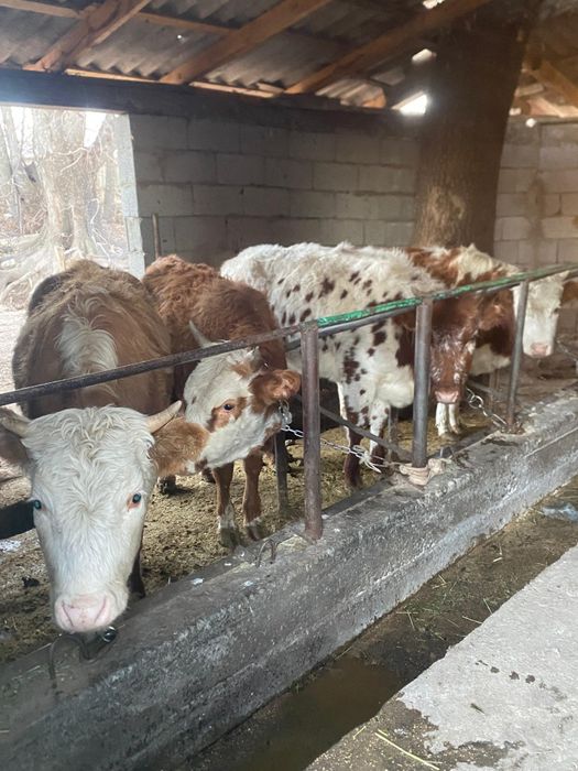 Быки телята скот