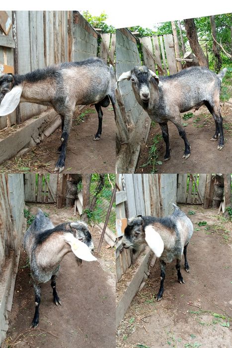 Козел нубийский ,крупный.