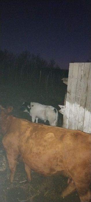 Vitel Belga de vanzare