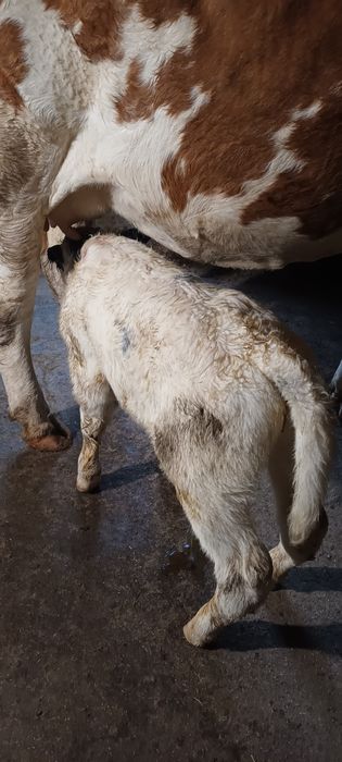 Vaca talie mare cu vitel belgian.