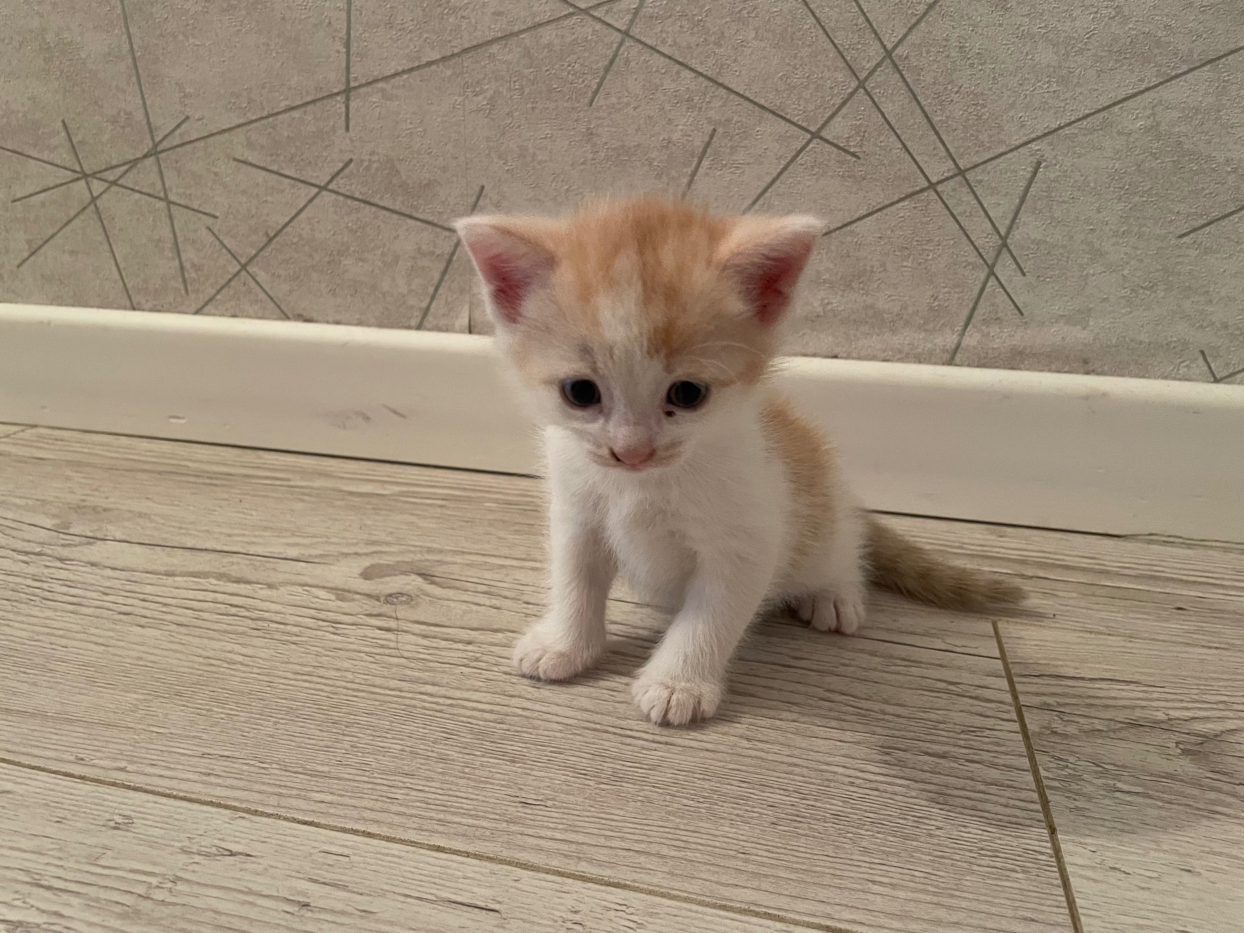 Отдам котенка в добрые руки