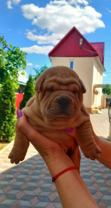 Cațeluș din rasa Shar Pei