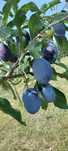 Prune de vânzare