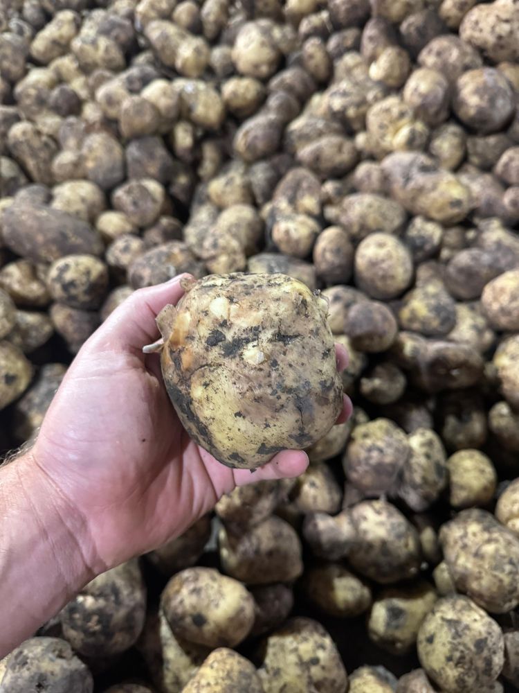 Продажа свежего картофеля