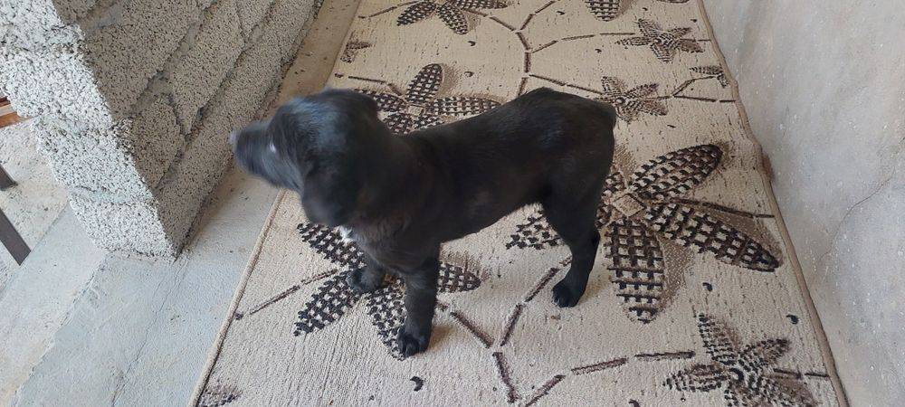 Лабладор+дворняга