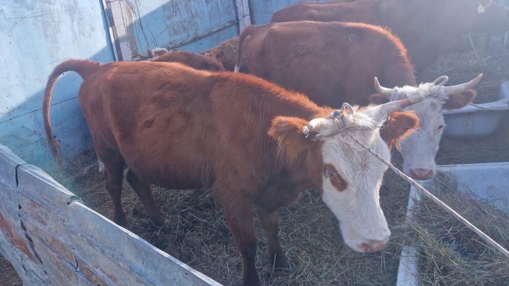 Бұзаулы сиырлар сатылады.