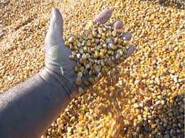 Vand porumb si macinatura de porumb