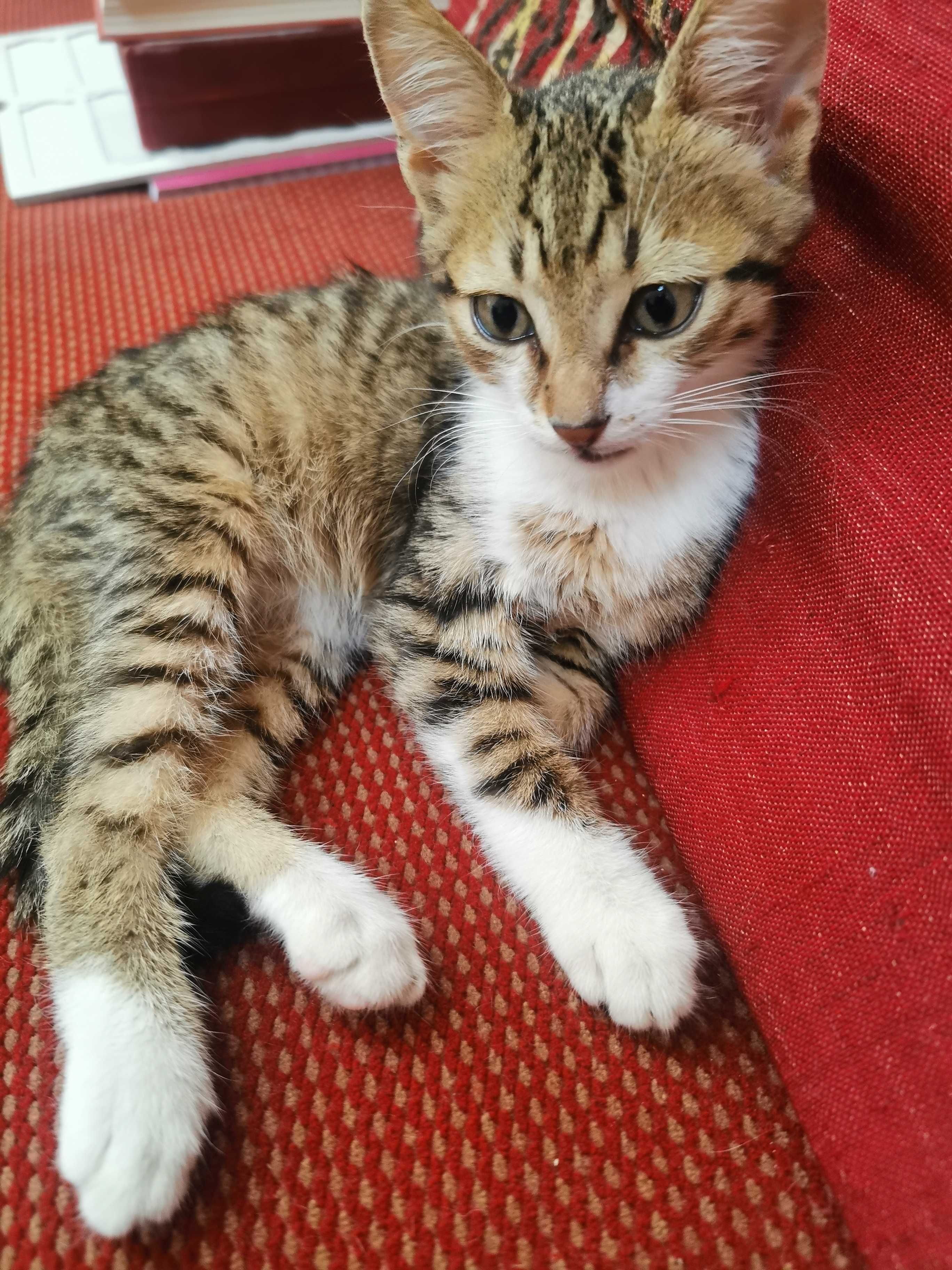 Подарявам 3 месечно, мъжко котенце.