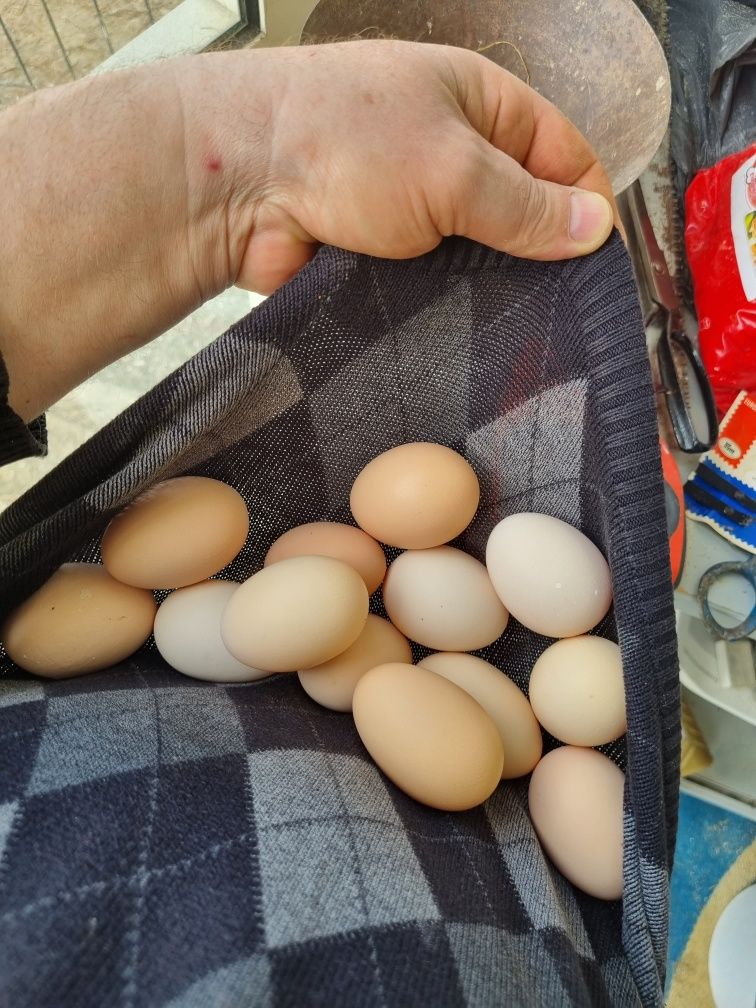 Ouă Găini Rasă AustraLorp Nr 1 La producția de Ouă zilnic, Satu Mare