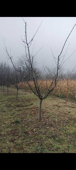 Toaletare pomi fructiferi