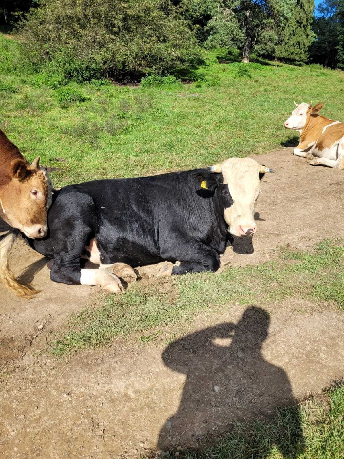 Vitel Bio Poiana Brasov 500kg (vaca , taur) VAND Tauras