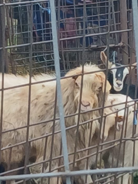 Vand tap aproximativ 50kg