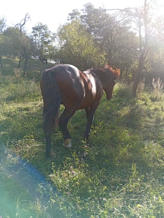 Vând mânji de 1 jumate