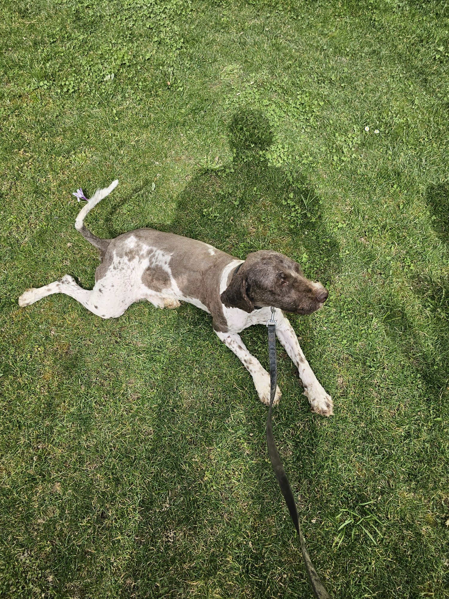 Vand câine Lagotto romagnolo pentru trufe