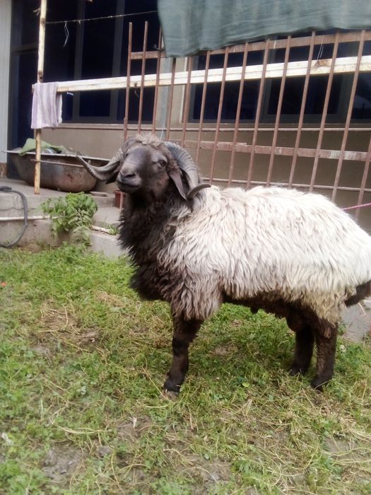 Араби кучкор сотилади