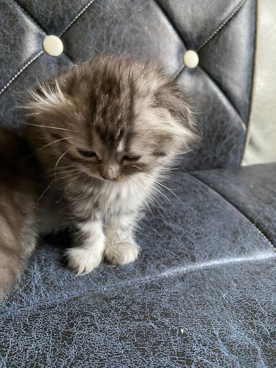 Шотландский вислоухий